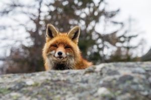 Red fox (Vulpes vulpes), Gran Paradiso National Park, Aosta Valley, Italy Red fox (Vulpes vulpes), Gran Paradiso National Park, Aosta Valley, Italy